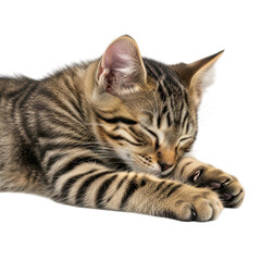 Obraz premium Kitten resting peacefully isolated on transparent background