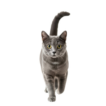Gray cat walking forward isolated on transparent background