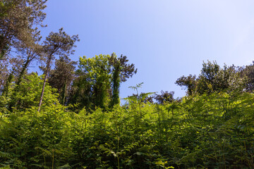 Obraz premium Beautiful impenetrable forest with ferns. Istanbul. Turkiye.