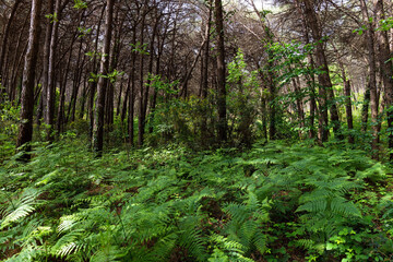Obraz premium Beautiful impenetrable forest with ferns. Istanbul. Turkiye.