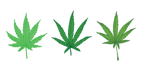 Fototapeta premium Set of hand drawn cannabis leaf Medicine marijuana Hemp leaves clipart in doodle style Single element for print, web, design, decor