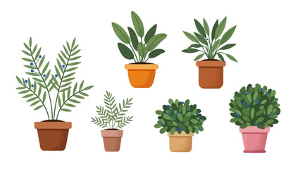 collection of various potted houseplants including ferns, a berry plant, and a succulent, displayed on a white background © hudannrmtqn