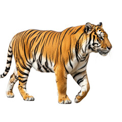 Obraz premium Stalking tiger in motion isolated on transparent background