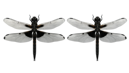 Two black-bodied, white-winged dragonflies mirrored