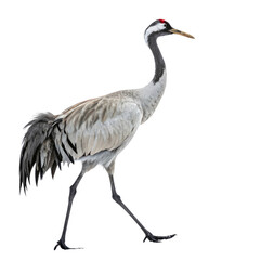 Obraz premium animal ,isolated on transparent background png