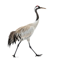 Obraz premium animal ,isolated on transparent background png