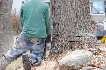 manual worker sawing the tree trunk for tree removal