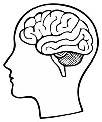 Outline of Human Head Profile Showing Anatomical Brain Structure Inside Skull