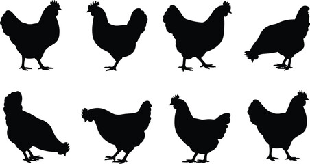 Black chicken silhouettes collection isolated on white background, farm poultry hen shapes set for agriculture design, logos, packaging, and illustrations © Babulur