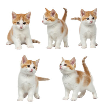 Five adorable ginger and white kittens in playful poses isolated on transparent background