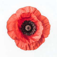 Vibrant Red Poppy Blossom on White Background