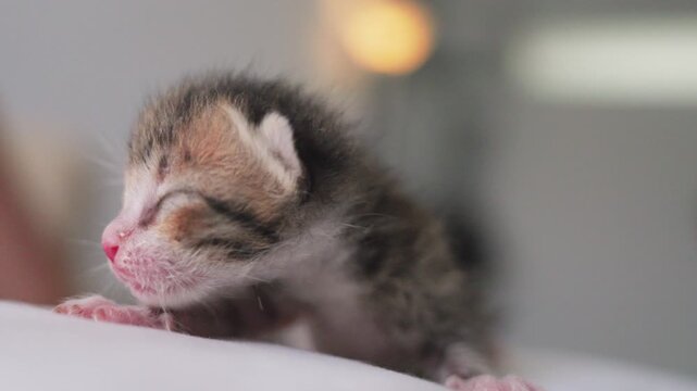 Little newborn beautiful cat  slow motion