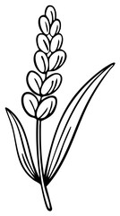Lavender Flower Illustration Black Outline Single Branch Simple Graphic