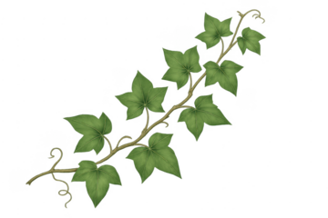 Green ivy vine leaves growing transparent background