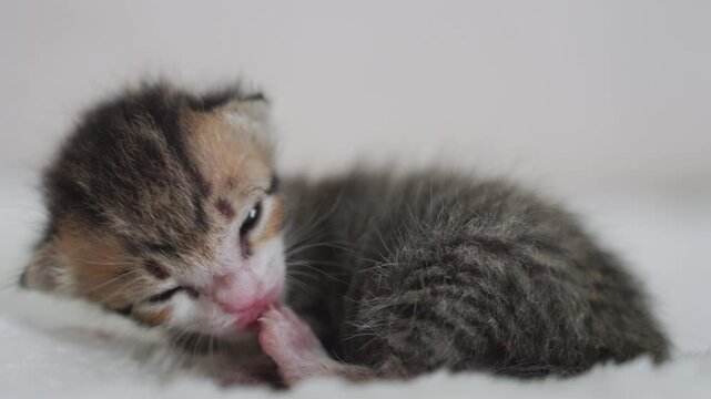 Little newborn beautiful cat  slow motion