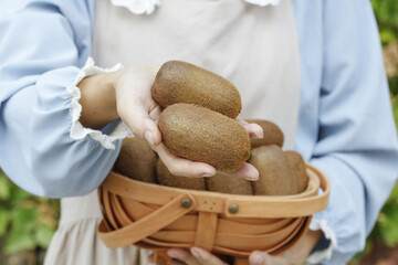 Fresh Kiwi Fruits Guizhou Province - Harvest Still Life