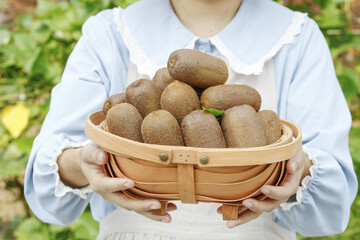 Fresh Kiwi Fruits in Wooden Basket, Garden Harvest