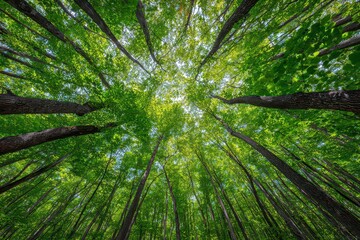 Lush Green Mangrove Canopy Overhead View with Bright Sunlight Filtering Through Leaves And Tall Dark Trunks Creating A Natural Pattern and Tranquil Atmosphere