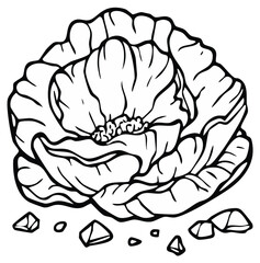 Detailed Outline Drawing of a Peony Flower with Small Pebbles