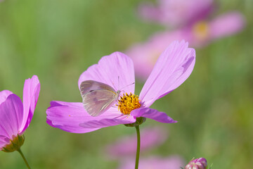 Butterfly and Cosmos in Bloom &ndash; Dreamy Floral Interaction with Soft Pastel Background