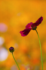 Elegant Cosmos Flower and Bud &ndash; Pastel Floral Scene with Warm Background