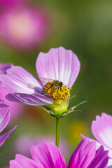 Bee and Cosmos Flower in Bloom &ndash; Dreamy Floral Interaction with Soft Pastel Background