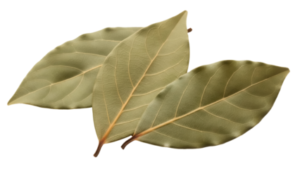 Dried bay leaves isolated PNG on transparent background, aromatic herb for cooking and seasoning food, culinary ingredient