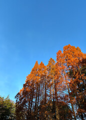 紅葉した杉の木_03