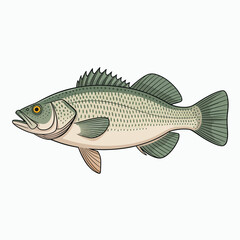 Obraz premium This detailed illustration features a largemouth bass fish, representing aquatic life and highlighting the beauty and diversity of nature's underwater wonders.