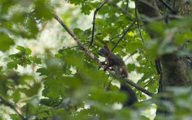 Fototapeta premium Cute rusty red squirrel on an oak tree branch in the forest. Close-up of wildlife in its natural habitat, shallow depth of field and green tree leaves.