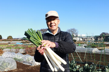 畑でネギを収穫する男性