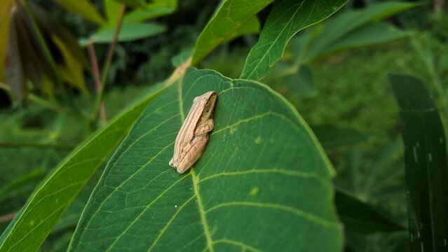 "Striped Tree Frog (Polypedates leucomystax) in Natural Habitat"