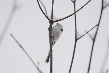 Fototapeta premium Long‑Tailed Tit Perched on Winter Branch