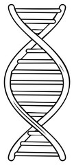 Simple line drawing of a DNA double helix molecule. Conceptual representation of genes, hereditary information, genetics, biology, medicine.