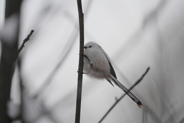 Fototapeta premium Long‑Tailed Tit Perched on Winter Branch