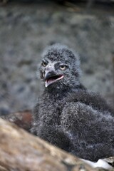 鳴くシロフクロウの幼鳥