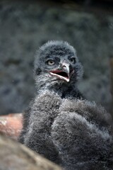 口を開けて見つめるシロフクロウの雛