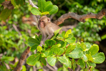 Rhesus Macaque - Macaca mulatta, portrait of beautiful popular primate endemic in Central and Eastern Asian forests and woodland, Vietnam.