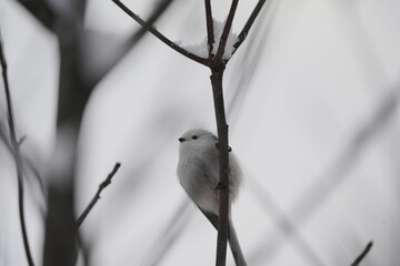 Fototapeta premium Long‑Tailed Tit Perched on Winter Branch