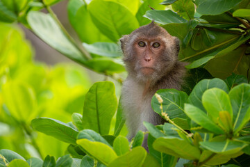 Rhesus Macaque - Macaca mulatta, portrait of beautiful popular primate endemic in Central and Eastern Asian forests and woodland, Vietnam.