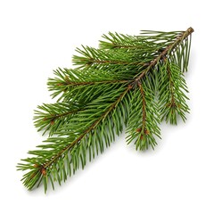 Fototapeta premium Christmas tree branch with green needles and cones isolated on winter background