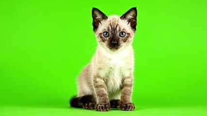 A lovely seal point kitten with blue eyes looks pensively down and left on a green screen background, chroma key