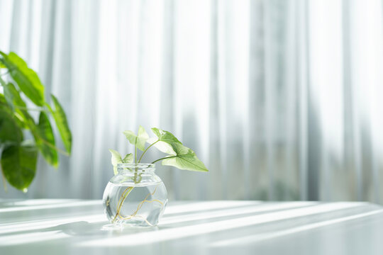 Syngonium podophyllum Arrowhead plant glass vase on white desk inder sunliight