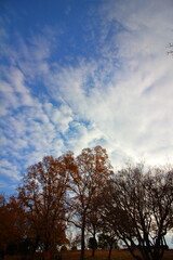 広がる秋空と紅葉のコントラスト