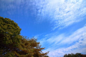 秋空の青と植物の緑