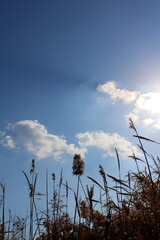 まっすぐ伸びる雑草と雲に隠れた太陽