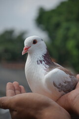 Obraz premium Close-up photo of a beautiful white and brown dove being held.