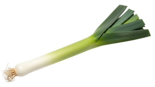 Fresh leek isolated PNG on transparent background, vibrant green vegetable with layers of leaves for culinary and healthy eating concepts