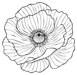 Obraz premium Detailed Line Art of a Poppy Flower Blossom with Striking Floral Patterning and Delicate Petals