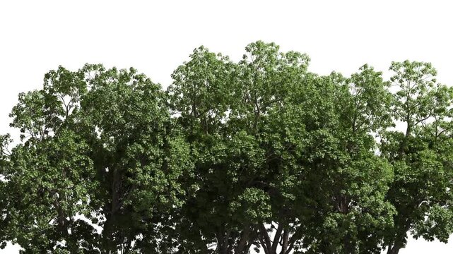 3D realistic tree isolated on white with alpha channel to be used for architecture visualization or motion graphics.